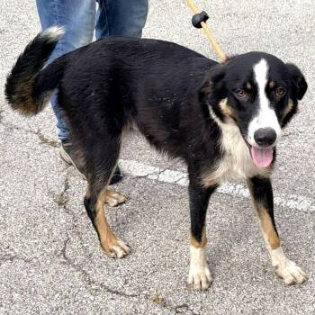 Cheeseburger -  Australian Shepherd and Mixed Breed Dog for Adoption in Warrensburg, Missouri - Cheeseburger | PetCurious