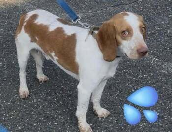 Pablo -  Beagle Dog for Adoption in Wantagh, New York - Pablo | PetCurious