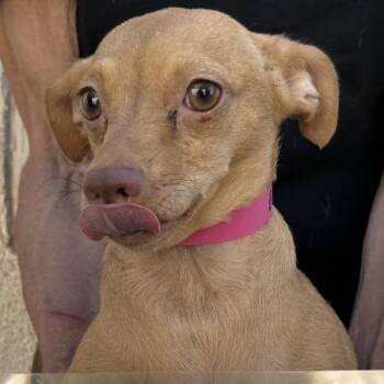 Mary -  Chihuahua Dog for Adoption in San Gabriel, California - Mary | PetCurious