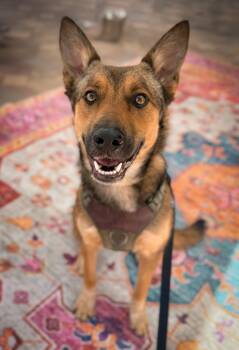 Shepherd Dogs Available for Adoption - Matcha | PetCurious