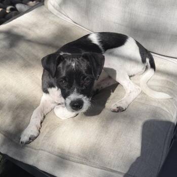 Sparkler -  Terrier and Mixed Breed Dog for Adoption in Las Vegas, Nevada - Sparkler | PetCurious