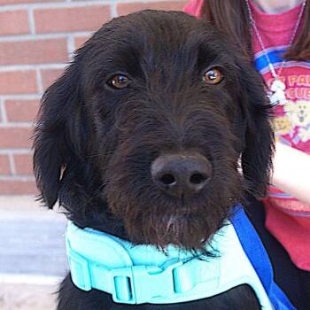 Schnauzer Dogs Available for Adoption - Tippy | PetCurious