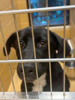 PJ -  Black Labrador Retriever Dog for Adoption in Fort Collins, Colorado - PJ | PetCurious