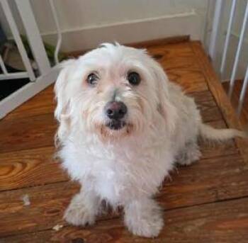 Maltese and Poodle Dogs Available for Adoption in Manvel, Texas - Bella | PetCurious