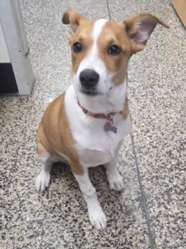 NOVA -  Basenji and Mixed Breed Dog for Adoption in Tracy, California - NOVA | PetCurious