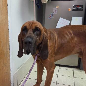 Mixed Breed Dogs Available for Adoption in Charleston, West Virginia - Randy Aka Doc | PetCurious