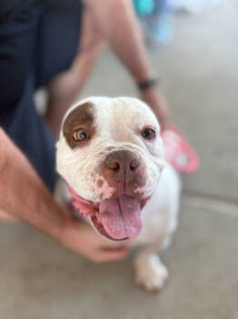 Rescue Fox Terrier and Mixed Breed Dogs for Adoption in Fort Worth, Texas - Polly Pocket | PetCurious