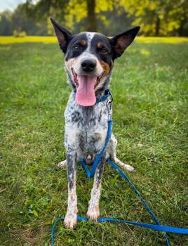 Rescue Australian Cattle Dog Blue Heeler Dogs for Adoption in Philadelphia, Pennsylvania - Kane | PetCurious