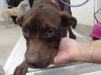 Rescue American Bulldog and Mixed Breed Dogs for Adoption in Doral, Florida - HEIDI | PetCurious