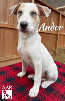 Labrador Retriever and German Shepherd Dog Dogs Available for Adoption - Andor | PetCurious