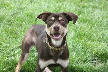 Rescue Pit Bull Terrier and Chihuahua Dogs for Adoption in Sunnyvale, Texas - Piper | PetCurious