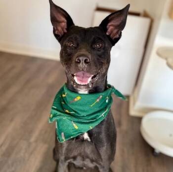 Pit Bull Terrier and Whippet Dogs Available for Adoption - Jax Toy Loving Gentleman | PetCurious