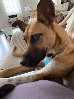 Australian Kelpie Dogs Available for Adoption in Farmington, Missouri - SUGAR | PetCurious