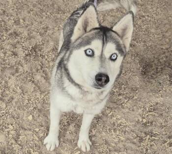 Husky and Mixed Breed Dogs Available for Adoption in Albuquerque, New Mexico - KIRA | PetCurious