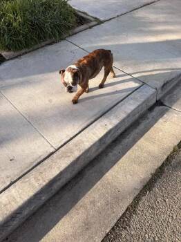 American Bulldog Dogs Available for Adoption - Rosie | PetCurious