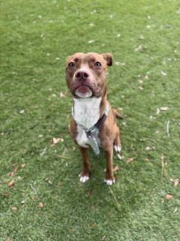 Addy - 1 -  Pit Bull Terrier and Mixed Breed Dog for Adoption in Daytona Beach, Florida - Addy - 1 | PetCurious
