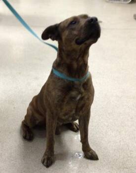 Pit Bull Terrier and Mixed Breed Dogs Available for Adoption - BENTLEY | PetCurious