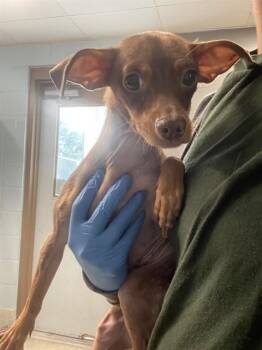 JANICE -  Chihuahua and Mixed Breed Dog for Adoption in Tallahassee, Florida - JANICE | PetCurious