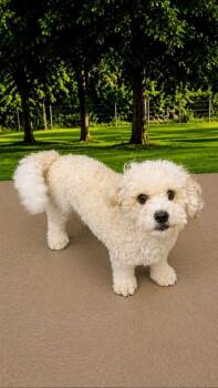 Champ -  Cavapoo Dog for Adoption in Medfield, Massachusetts - Champ | PetCurious