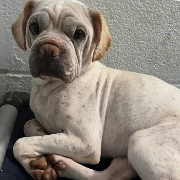 Sinatra -  Shar Pei and Pug Dog for Adoption in Waldorf, Maryland - Sinatra | PetCurious