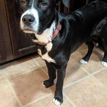 Reggie -  Mixed Breed Dog for Adoption in Jeffersonville, Indiana - Reggie | PetCurious
