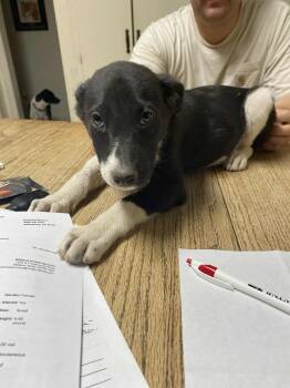 Rescue Australian Shepherd Dogs for Adoption in Uxbridge, Massachusetts - Mellow | PetCurious