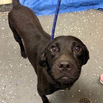 Toby -  Mixed Breed Dog for Adoption in Columbiana, Alabama - Toby | PetCurious