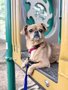 Pug and Chihuahua Dogs Available for Adoption in Fairfax, Virginia - Matcha  | PetCurious
