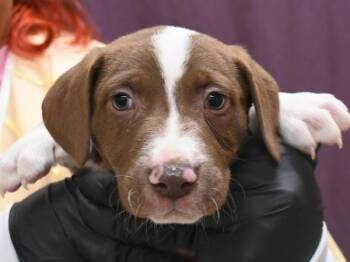 Pit Bull Terrier and Labrador Retriever Dogs Available for Adoption in Portland, Oregon - Basenji | PetCurious