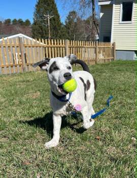 Catahoula Leopard Dog and Mixed Breed Dogs Available for Adoption in Billerica, Massachusetts - Ip | PetCurious