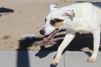 Rescue Shepherd Dogs for Adoption in Yucca Valley, California - Tom | PetCurious