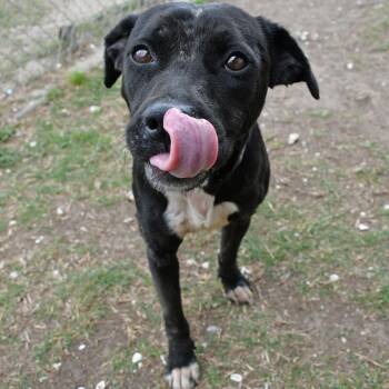 Rory -  Terrier Dog for Adoption in Beaumont, Texas - Rory | PetCurious
