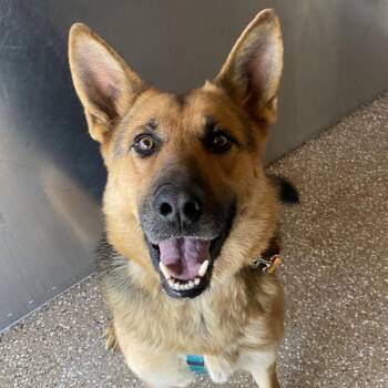 German Shepherd Dog and Mixed Breed Dogs Available for Adoption in Kanab, Utah - Hunter | PetCurious