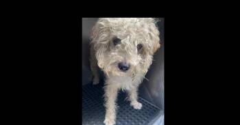 Silas (Shaggy) -  Poodle Dog for Adoption in Dallas, Texas - Silas (Shaggy) | PetCurious
