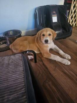 Gizmo -  Mixed Breed Dog for Adoption in Mesa, Arizona - Gizmo | PetCurious