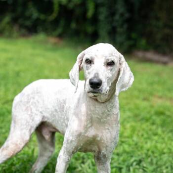 Bailey -  Standard Poodle Dog for Adoption in Gainesville, Georgia - Bailey | PetCurious