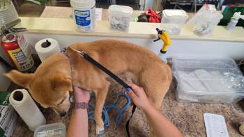 Laddie -  Mixed Breed Dog for Adoption in Cincinnati, Ohio - Laddie | PetCurious