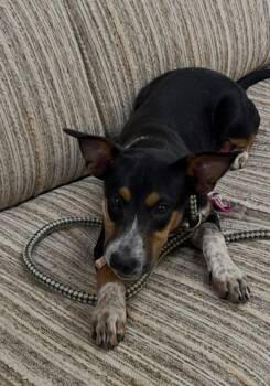 Jack - A -Bea -  Jack Russell Terrier and Beagle Dog for Adoption in Mount Laurel Township, New Jersey - Jack - A -Bea | PetCurious