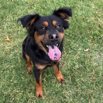 Rescue Chow Chow and Mixed Breed Dogs for Adoption in San Jacinto, California - Brody | PetCurious