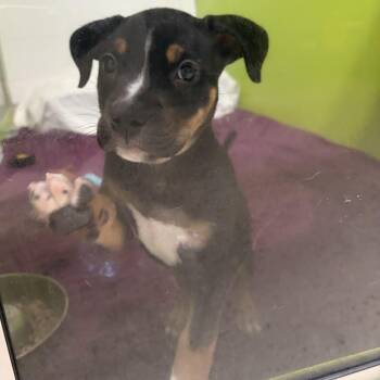 Luna -  American Bully Dog for Adoption in Peconic, New York - Luna | PetCurious