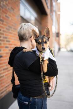 Rat Terrier and Terrier Dogs Available for Adoption in New York, New York - Baptista *foster Needed*  | PetCurious