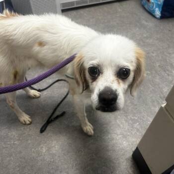 Bingo -  Mixed Breed Dog for Adoption in Philadelphia, Pennsylvania - Bingo | PetCurious