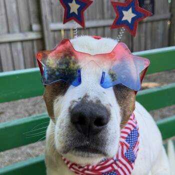 Linus -  Mixed Breed Dog for Adoption in Dayton, Ohio - Linus | PetCurious