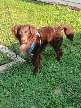 Tot -  Australian Shepherd Dog for Adoption in Huntley, Illinois - Tot | PetCurious