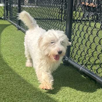 Cosmo 0833 -  Maltese Dog for Adoption in Loxahatchee Groves, Florida - Cosmo 0833 | PetCurious