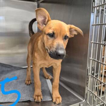 Arlee 26-06-020 -  Black Mouth Cur and Australian Kelpie Dog for Adoption in Bastrop, Texas - Arlee 26-06-020 | PetCurious