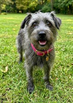Cairn Terrier and Schnauzer Dogs Available for Adoption in Rockwall, Texas - Cassie | PetCurious