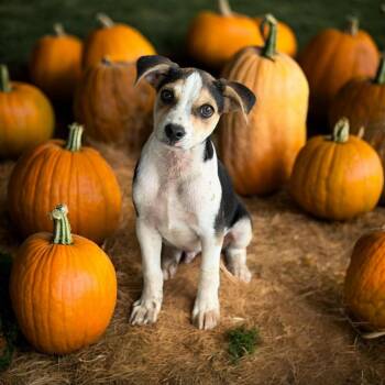 Moss -  Chihuahua and Beagle Dog for Adoption in Ashville, Ohio - Moss | PetCurious
