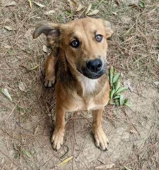 Rescue Shepherd Dogs for Adoption in Little Rock, Arkansas - Ciara | PetCurious