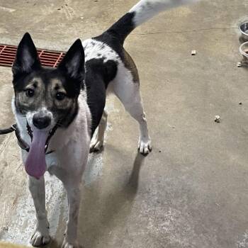 Loki -  Mixed Breed Dog for Adoption in Eureka Springs, Arkansas - Loki | PetCurious